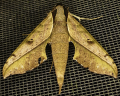 Xylophanes cosmius