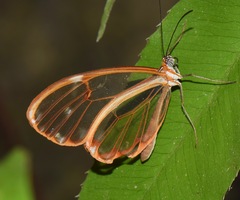 Greta annette moschion