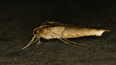 Xylophanes cosmius
