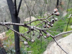 Eucalyptus piperita