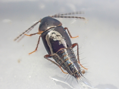 Nitidotachinus