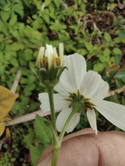 Bidens alba