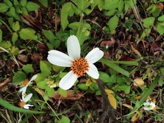 Bidens alba