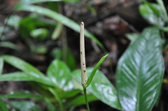 Anthurium lancifolium