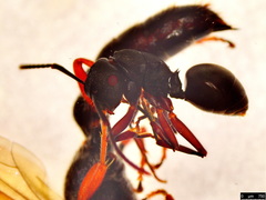 Polyrhachis phryne