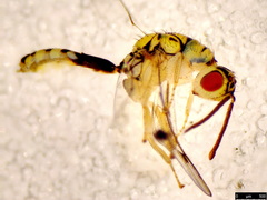 Megastigmidae