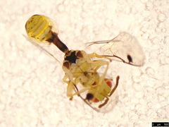 Megastigmidae