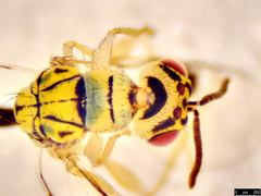 Megastigmidae
