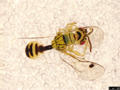 Megastigmidae