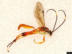 Gavrana maculipes