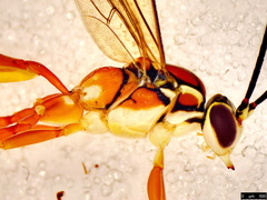 Gavrana maculipes