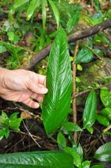 Anthurium lancifolium