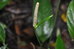 Anthurium lancifolium