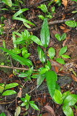 Anthurium lancifolium