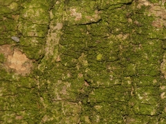 Scoliciosporum chlorococcum