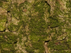 Scoliciosporum chlorococcum