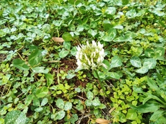 Trifolium repens