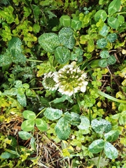 Trifolium repens