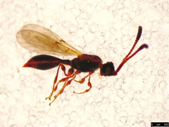 Ambositrinae