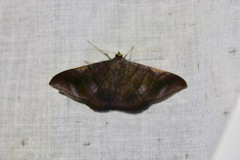 Sphacelodes vulneraria