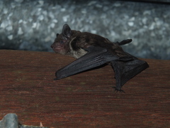 Eptesicus furinalis