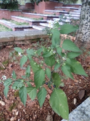 Solanum americanum