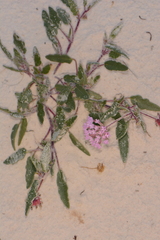 Abronia angustifolia