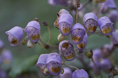Jovellana punctata