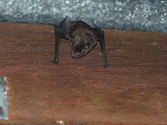 Eptesicus furinalis