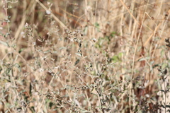 Brickellia paniculata
