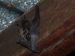 Eptesicus furinalis