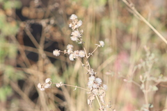 Brickellia paniculata