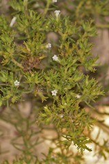 Nama carnosa