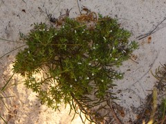 Nama carnosa
