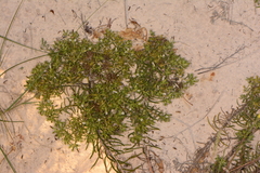 Nama carnosa