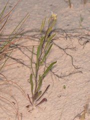 Nerisyrenia linearifolia