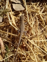 Urosaurus nigricauda