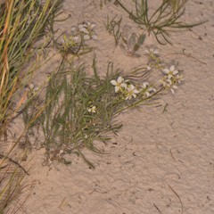 Nerisyrenia linearifolia