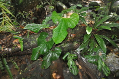 Anthurium ravenii