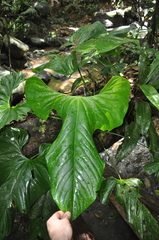 Anthurium ravenii