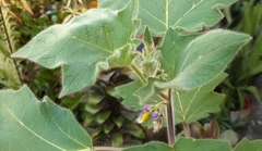 Solanum mammosum