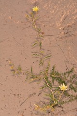 Mentzelia procera