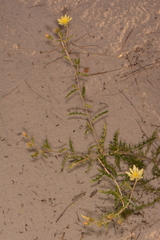 Mentzelia procera