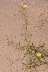 Mentzelia procera