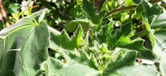 Solanum mammosum