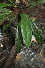 Anthurium fragrantissimum