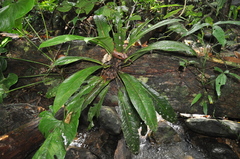 Anthurium fragrantissimum