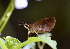 Synapte malitiosa