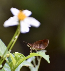 Synapte malitiosa