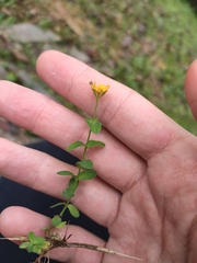 Hypericum japonicum